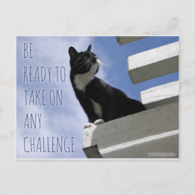 Take on any Challenge motivational cat Postcard (Front)