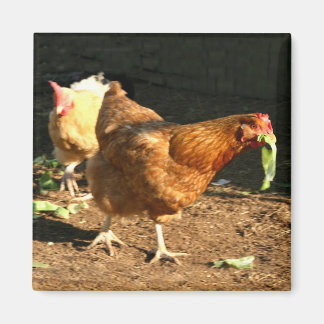 Take the lettuce and run magnet