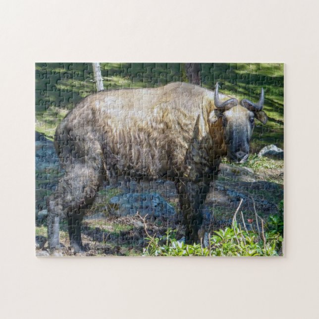 Takin, national animal of Bhutan - Himalaya, Asia Jigsaw Puzzle (Horizontal)