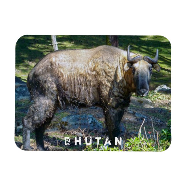 Takin, national animal of Bhutan - Himalaya, Asia Magnet (Horizontal)