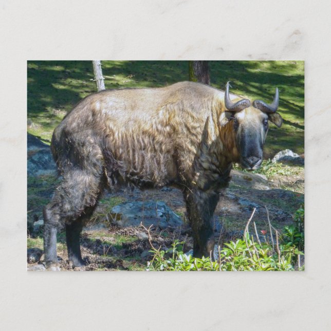 Takin, national animal of Bhutan - Himalaya, Asia Postcard (Front)