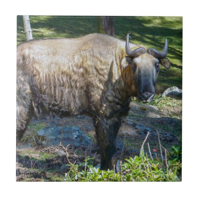 Takin, national animal of Bhutan - Himalaya, Asia Tile (Front)