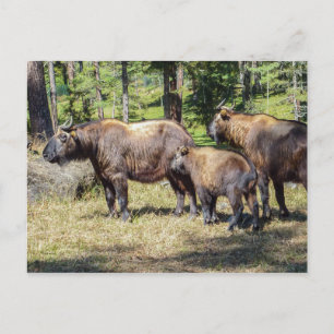 Takin, national animal of Bhutan Postcard