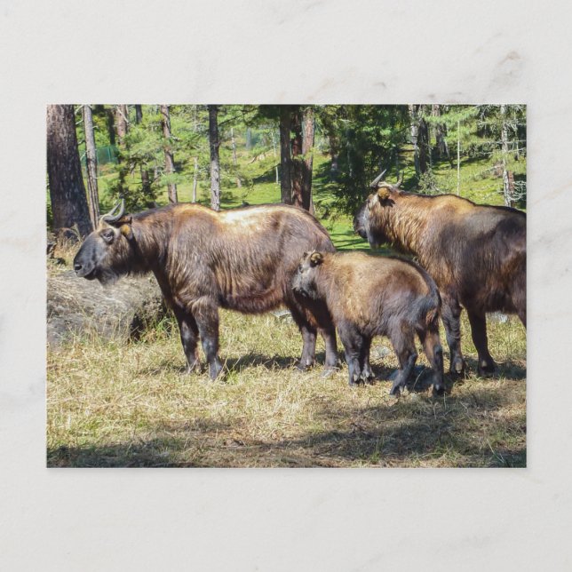 Takin, national animal of Bhutan Postcard (Front)