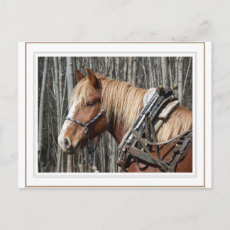 Taking a Break Postcard