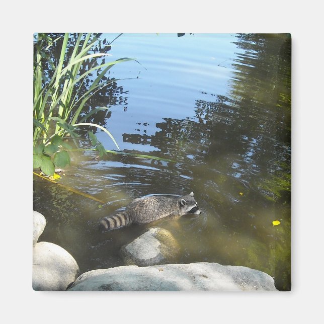 Taking a Dip Racoon Magnet (Front)