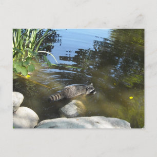 Taking a Dip - Racoon Postcard
