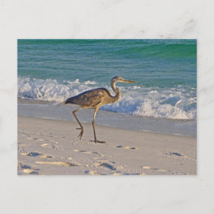 Taking a Stroll at Gulf Islands National Seashore Postcard