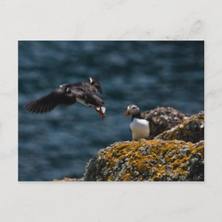 Taking Off Puffin Postcard