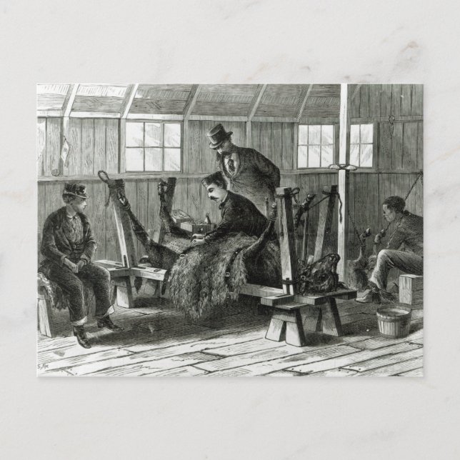 Taking virus from the calf postcard (Front)