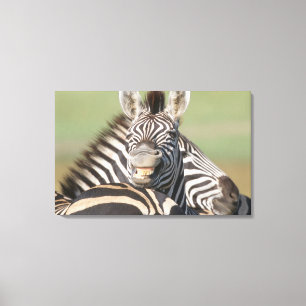 Tala Private Reserve, Kwazulu Natal, South Canvas Print
