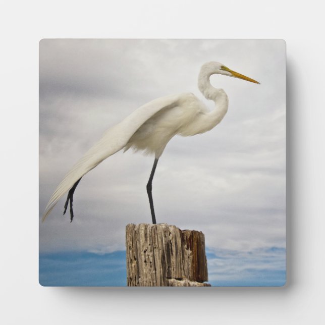 Talented Egret | Fort Myers Beach, Florida Plaque (Front)