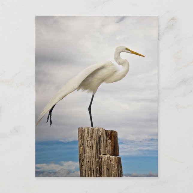 Talented Egret | Fort Myers Beach, Florida Postcard (Front)