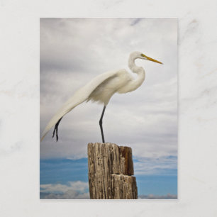 Talented Egret   Fort Myers Beach, Florida Postcard