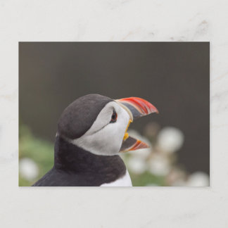 Talkative Puffin From Skomer Postcard