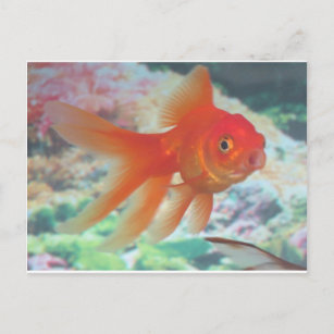 Talking Goldfish Postcard