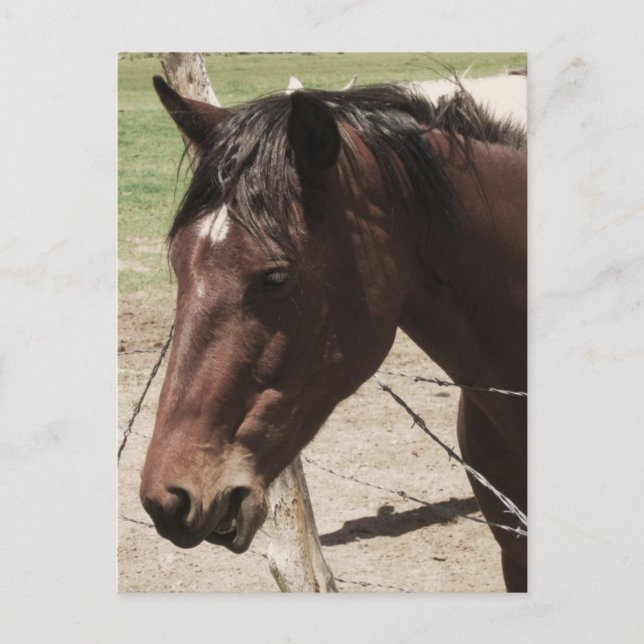 Talking Horse Postcard (Front)