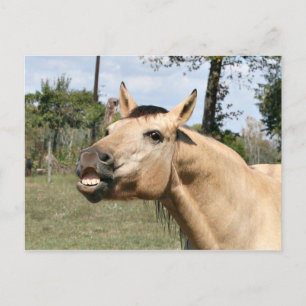 Talking horse postcard
