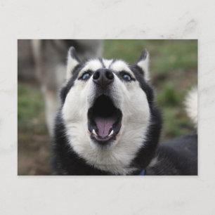 talking husky postcard