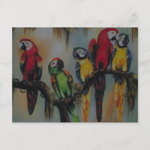 Talking Parrots ~ Postcard