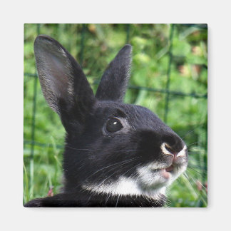 Talking rabbit magnet
