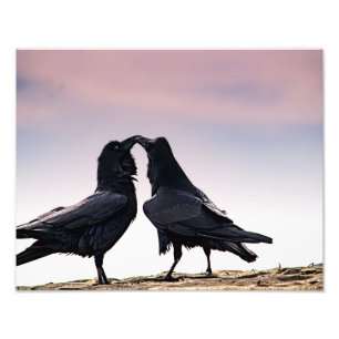 Talking Raven photo print
