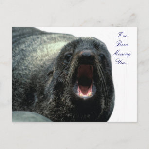 Talking Seal postcard 