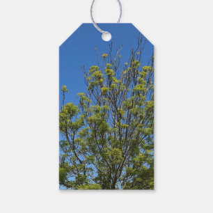 Tall Ash Tree In The Beautiful Blue Sky Photo Gift Tags