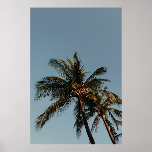 Tall coconut tree poster (Front)