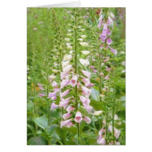 Tall Foxglove - Excelsior Hybrids