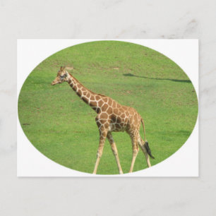 Tall Giraffe Postcard