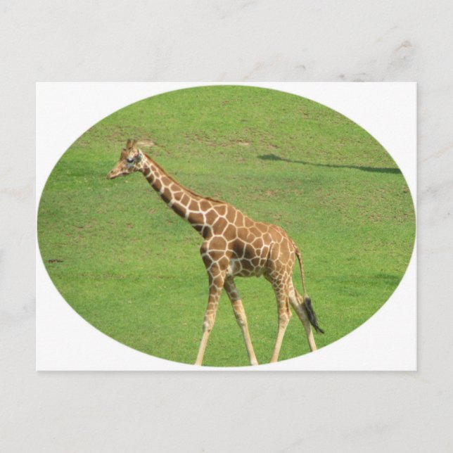 Tall Giraffe Postcard (Front)