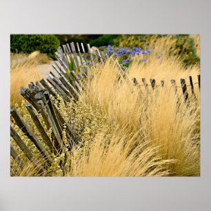 Tall gold grasses in France Poster
