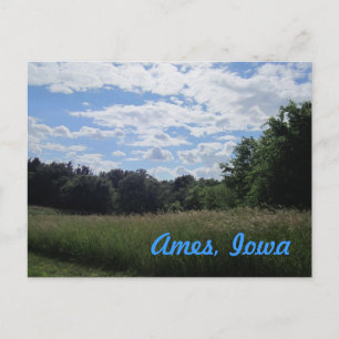 Tall Grass Field with Trees Ames, Iowa Postcard