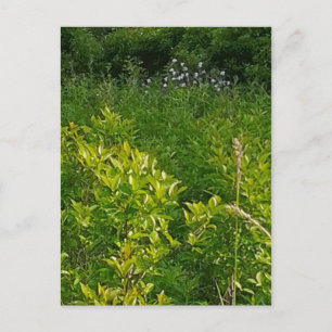 Tall Grass Postcard