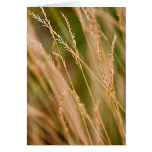 Tall Grass Prairie Close-up (card)
