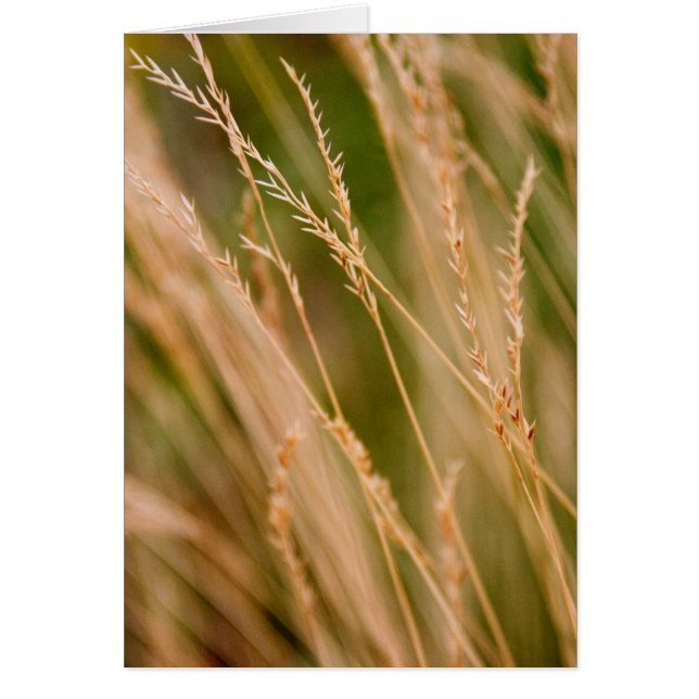 Tall Grass Prairie Close-up (card) (Front)