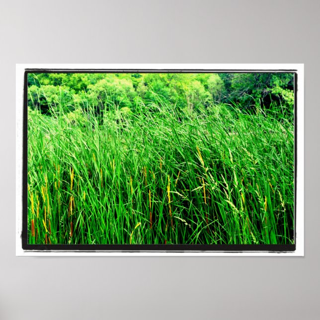 Tall Grass with Cattails in Park Poster (Front)