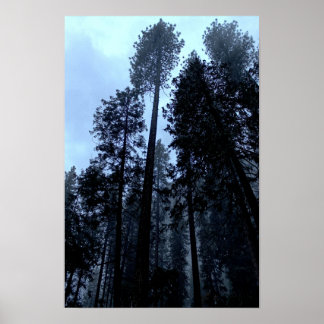 Tall Pines in the Mist - Yosemite Poster