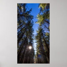 Tall Pines, Walnut Woods Metro Park, Groveport, OH