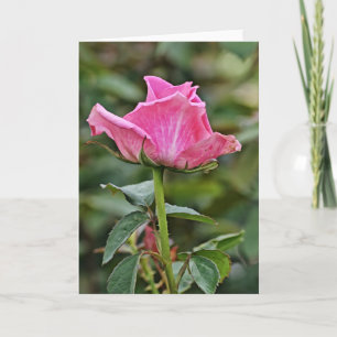 Tall Pink Rose Art Note Card