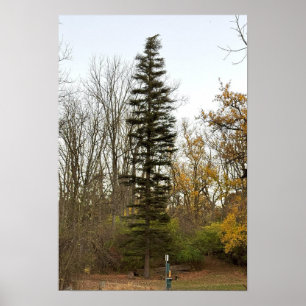 Tall Tree Photo Poster