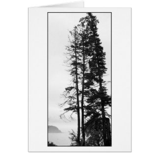 Tall Trees and Mist