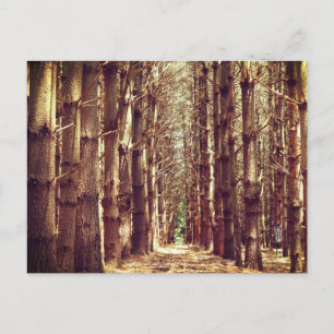 Tall trees holiday postcard