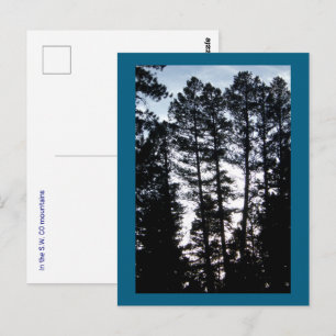 Tall Trees in CO Mountains Postcard