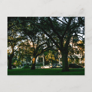 Tall Trees in Downtown Charleston, South Carolina Postcard