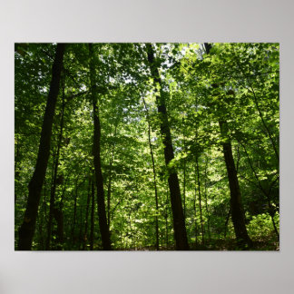 Tall Trees in Nature Poster