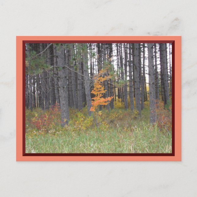 Tall Trees in Northern Minnesota/Autumn Postcard (Front)