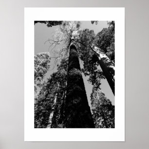 Tall Trees in Yosemite Poster - Black & White