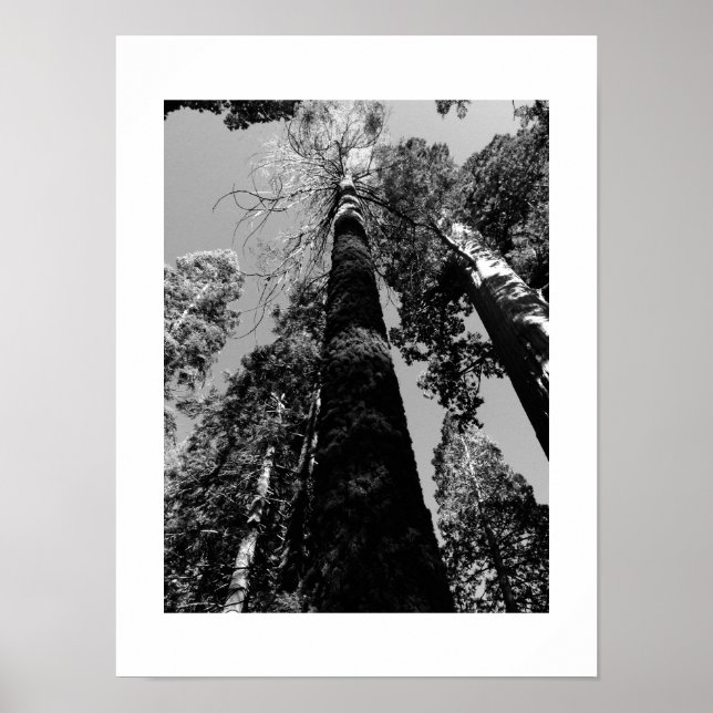 Tall Trees in Yosemite Poster - Black & White (Front)